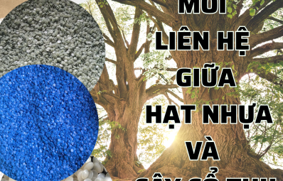 Một hạt nhựa có thể cứu cả một cây cổ thụ?